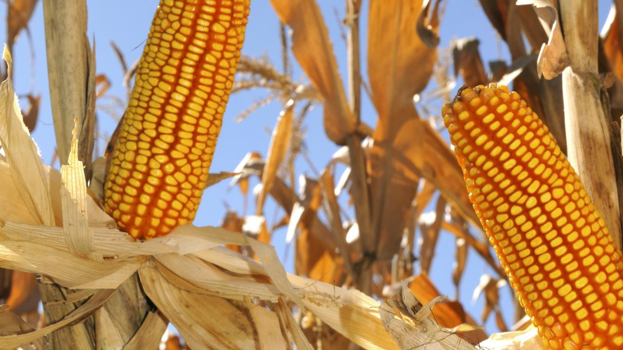 Silagem de milho: saiba a quantidade ideal para oferecer a novilhas de até 12 meses