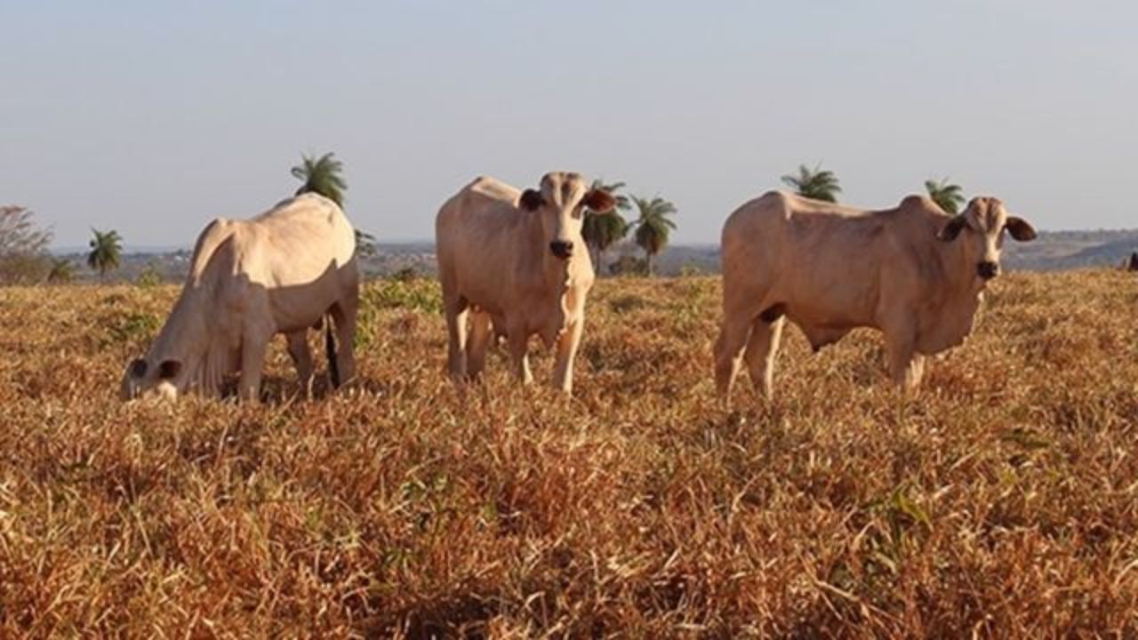 Seca ‘braba’ no pasto: especialista dá dicas urgentes para fugir do prejuízo