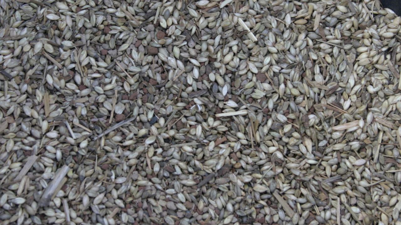 Sementes de pastagem. Foto: Divulgação/Embrapa