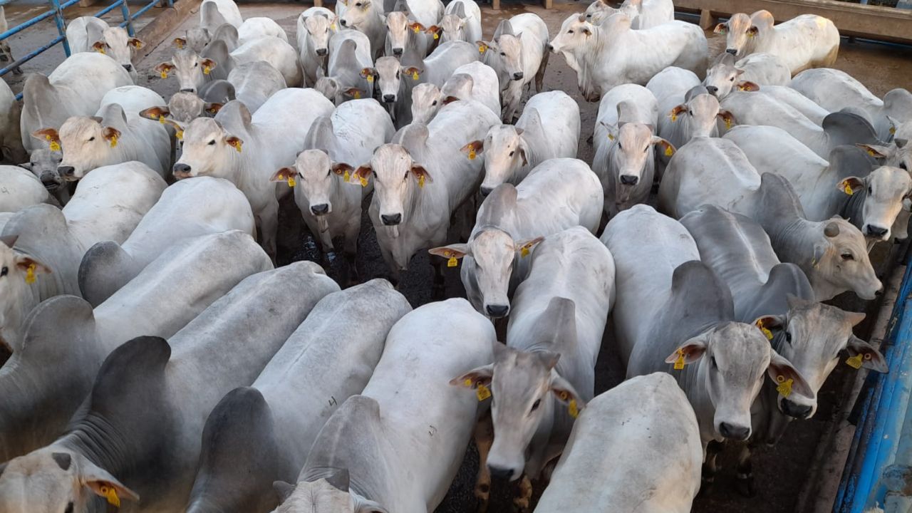 Pioneiros do Nelore em Goiás terminam garrotes de 18 meses com mais de 20@