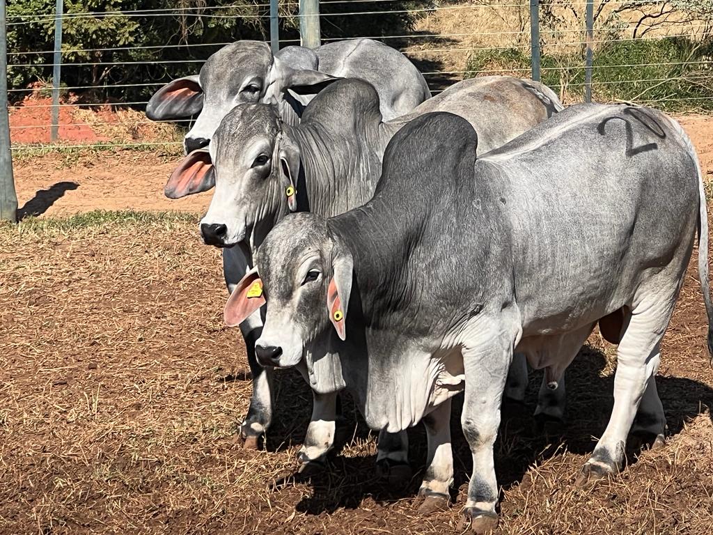 Brahman anuncia os vencedores da 3ª Prova Eficiência e Performance