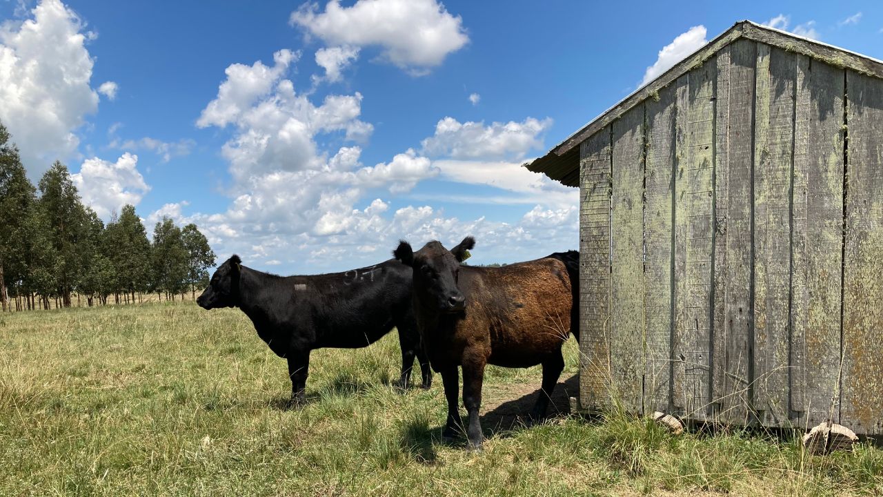 Diferenças entre animais de pelo mais curto e mais longo. Foto: Divulgação