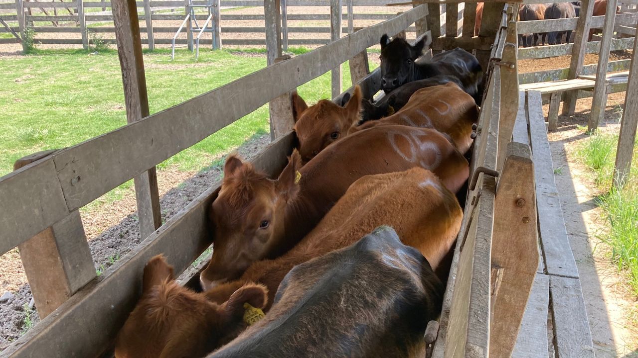 Novilhas Angus avaliadas no estudo. Foto: Divulgação