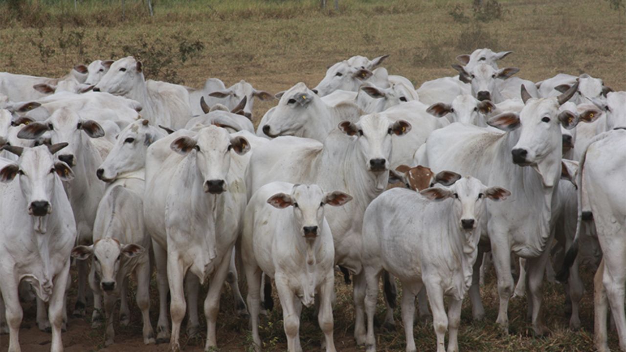 Diarreia infecciosa bovina causa 34% das mortes de bezerros. Saiba como preveni-la