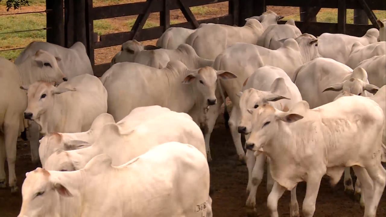 Lote de bezerros de corte na área do curral da fazenda. Foto: Reprodução
