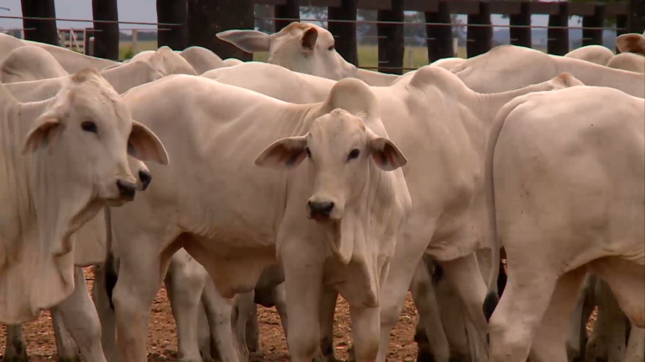 Bezerro: saiba a média de proteína bruta diária para o desenvolvimento do animal