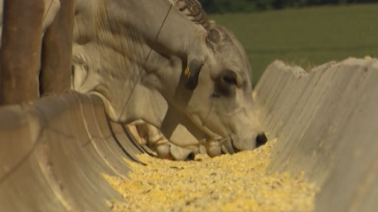 Suplementação a pasto com fubá de milho pode prejudicar o rúmen do gado?