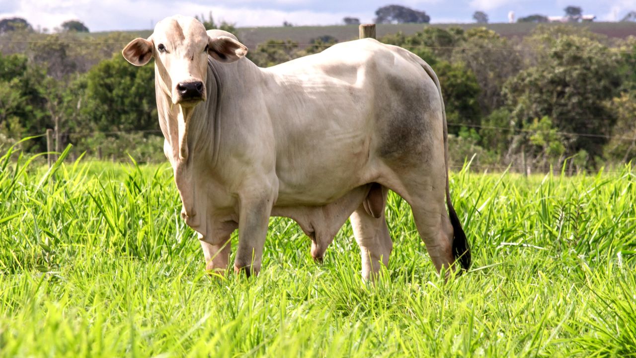 bovino em área de pasto. Foto: Divulgação/Embrapa