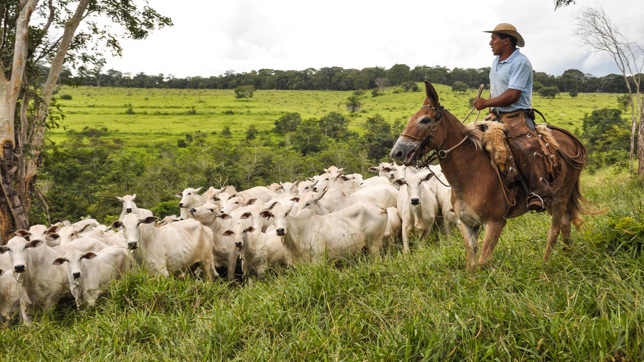 Vaca zebuína e europeia: qual a diferença do cio das fêmeas?