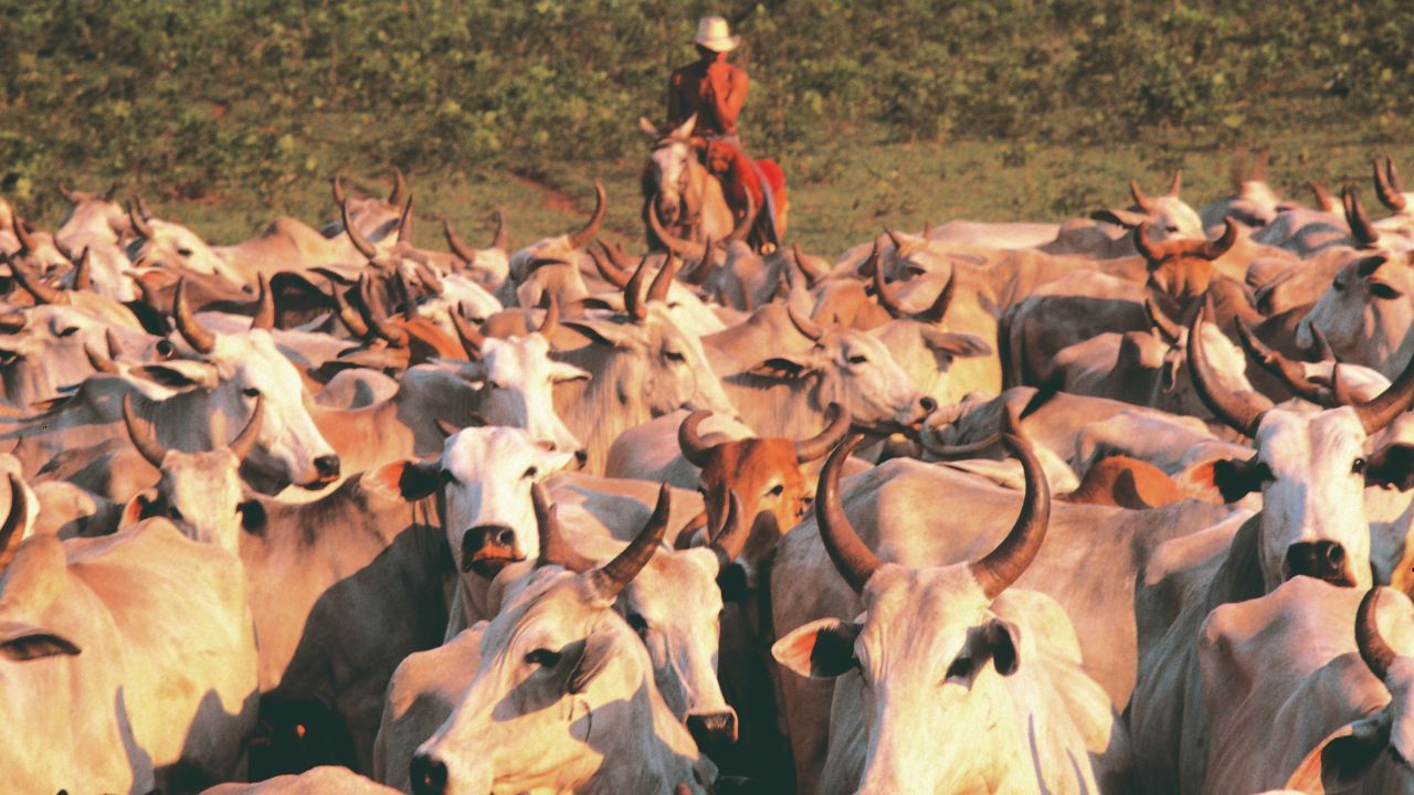 Bovinos de corte em área de pasto. Foto: Reprodução