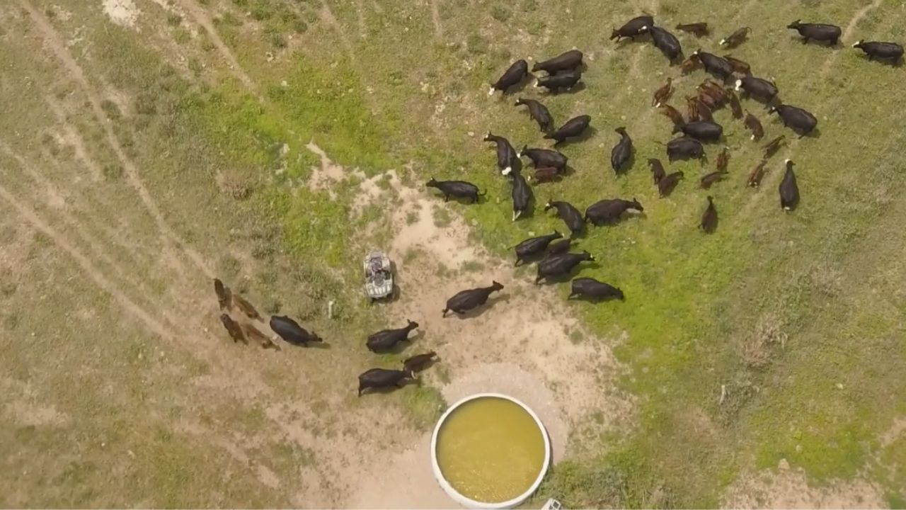 Lodo no bebedouro do gado: saiba as medidas para evitar isso