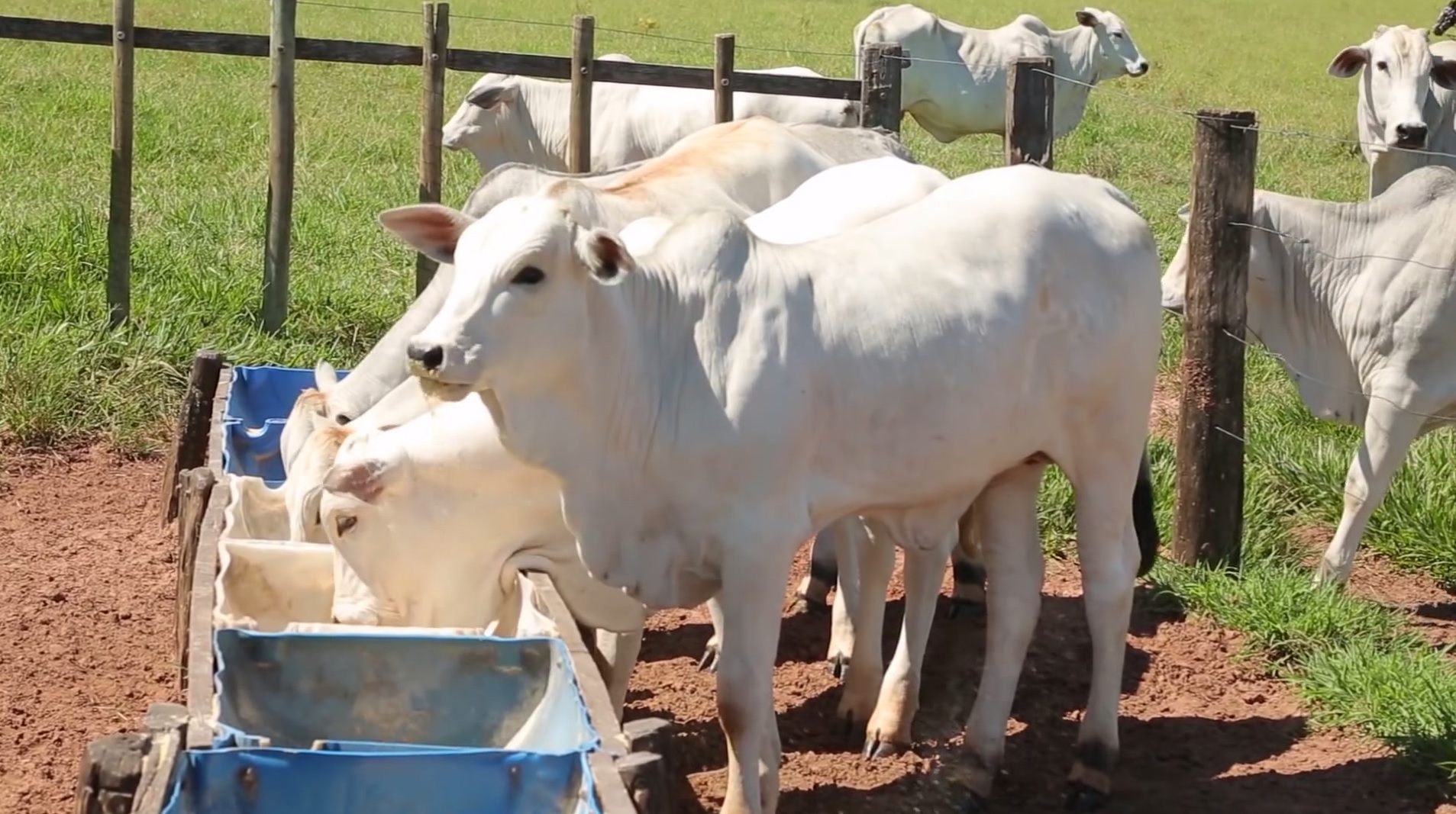 Bezerro "do cedo": quais os benefícios dos animais que nascem primeiro