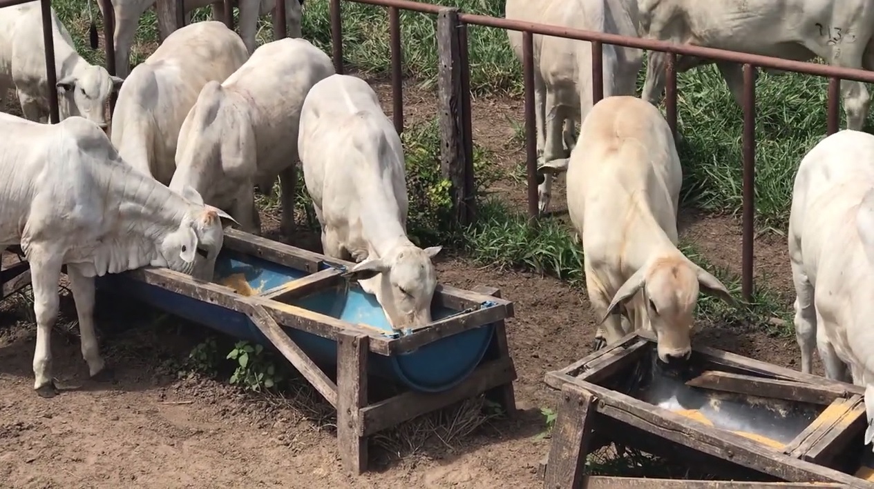 Bezerros em área de creep feeding. Foto: Divulgação