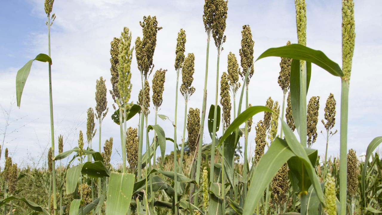 Sorgo: o gigante da agropecuária é a cultura que mais cresce no Brasil