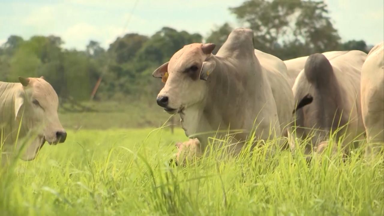 Touro Nelore em vacas F1 Canchim é uma boa opção?