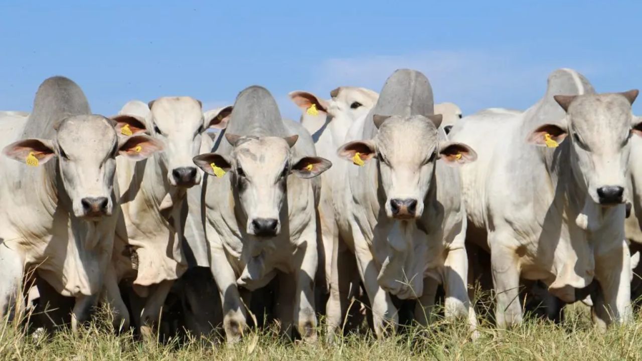Nelore x Nelore: saiba os ganhos da manutenção da genética zebu no rebanho