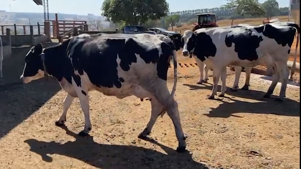 Vaca holandesa: qual a melhor opção de cruzamento em Mato Grosso?