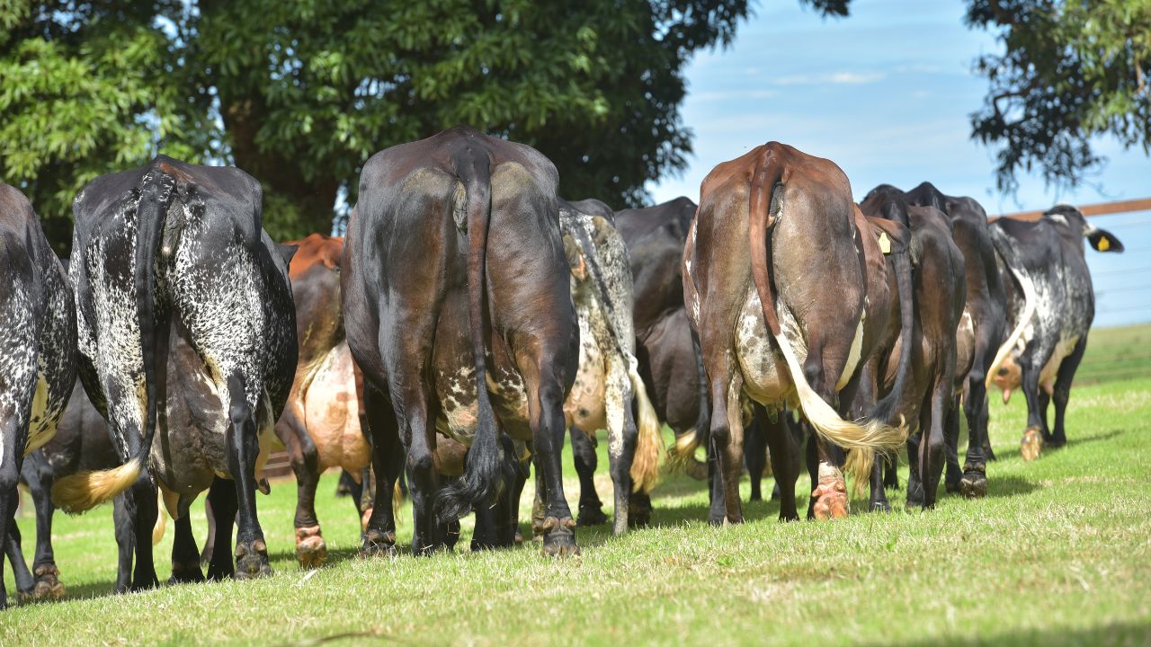 Vaca leiteira: oferta de palha desequilibra a nutrição do animal?
