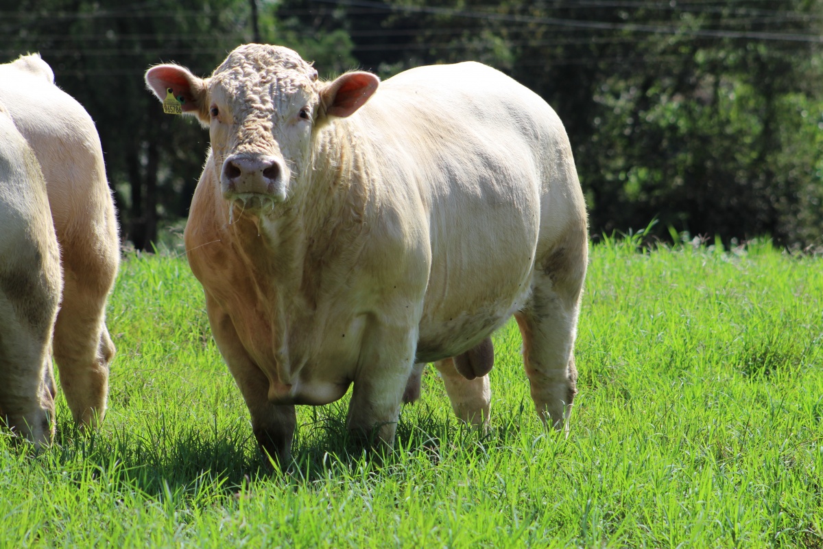 O Charolês no Brasil é amplamente utilizado no cruzamento com zebuínos, para produção de carne premium. (Foto: ABCC)