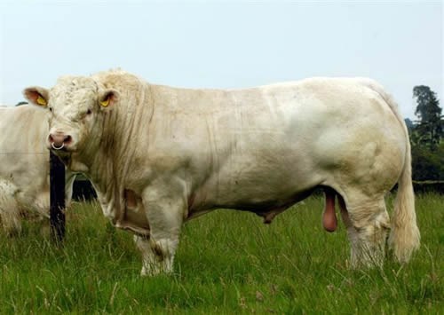Raça Charolesa é reconhecida pela qualidade de carne e marmoreio.