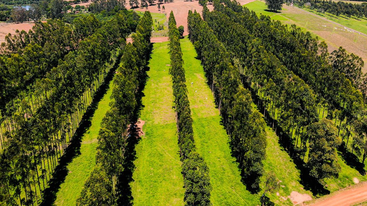 Confira os avanços dos sistemas de integração que já ocupam 17,5 milhões de hectares no País