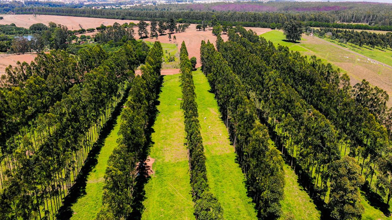 Aréa de pasto com integração com árvores. Foto: Divulgação/Embrapa Pecuária Sudeste