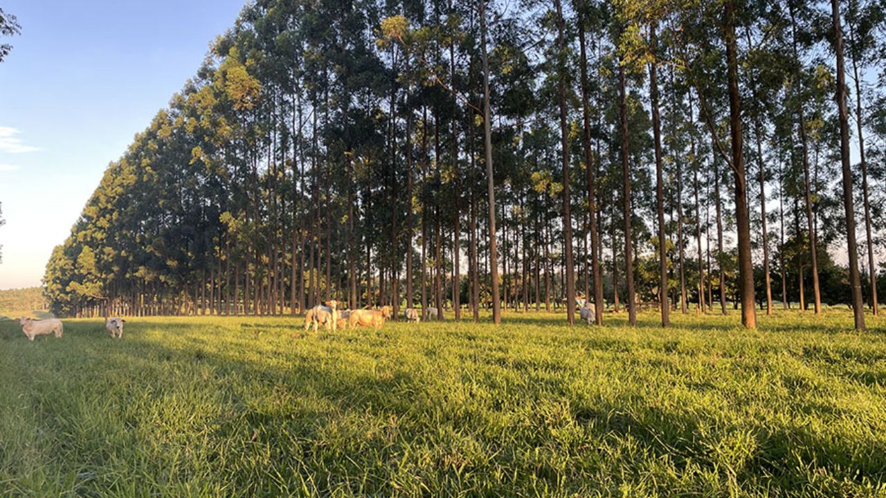 ILPF: proteína bruta do pasto aumenta com a presença de árvores, diz pesquisa
