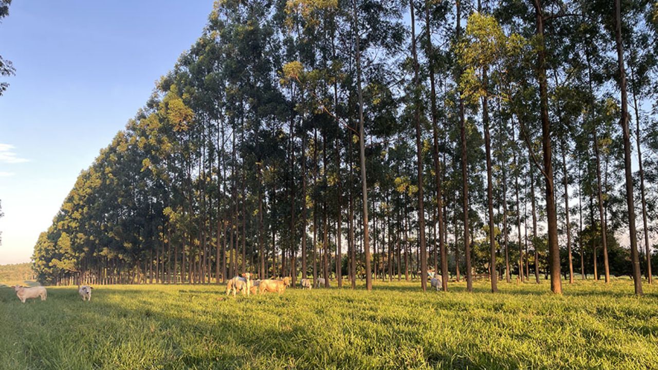 Áreas de integração lavoura pecuária. Foto: Divulgação/Embrapa
