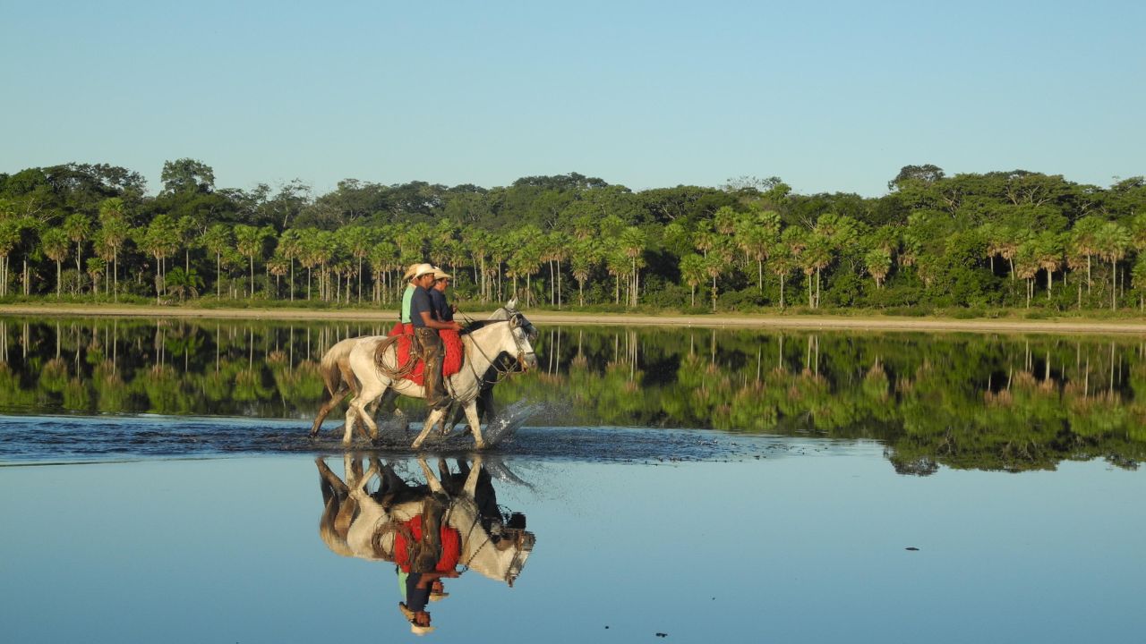 Pantanal: saiba os caminhos para uma pecuária sustentável e dentro da lei no bioma
