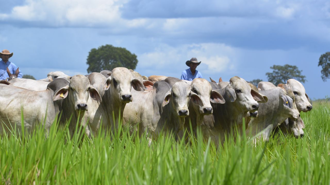 Startup mineira inova na busca de crédito rural mais barato ao pecuarista