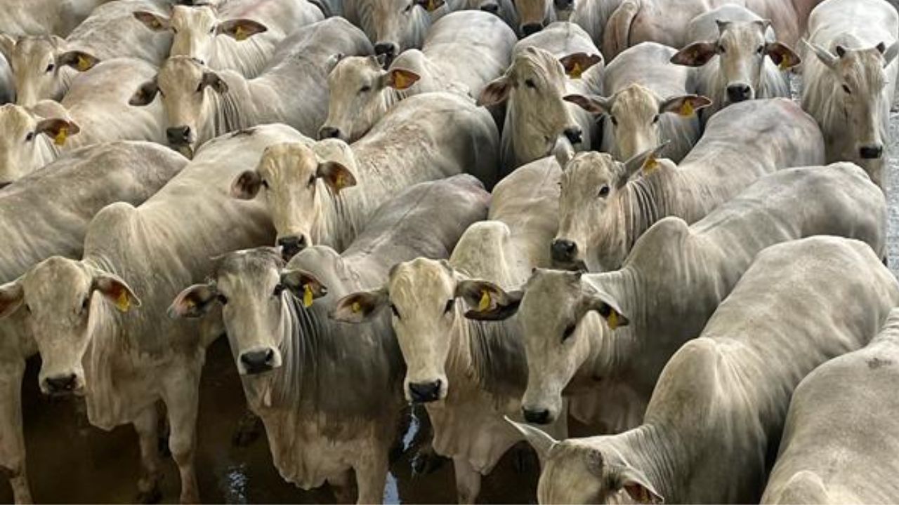 Espetáculo de novilhada pesada e bem acabada enche os olhos em MS