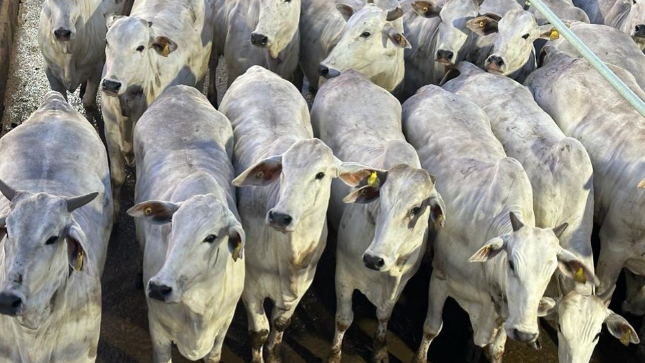 Novilhada “grossa de boa” lota curral com qualidade em Mato Grosso