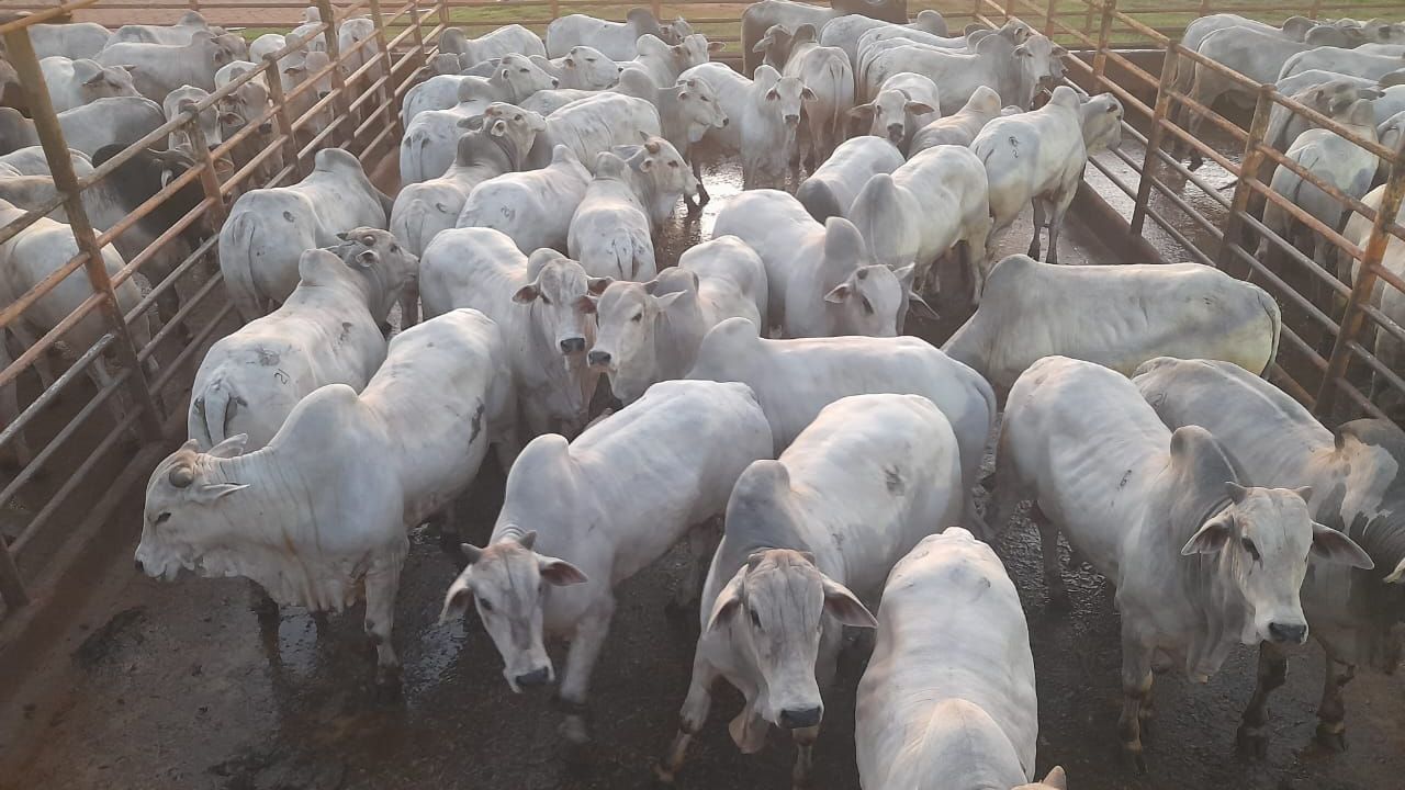 Iturama (MG) recebe etapa do Circuito Nelore de Qualidade com mais de mil animais
