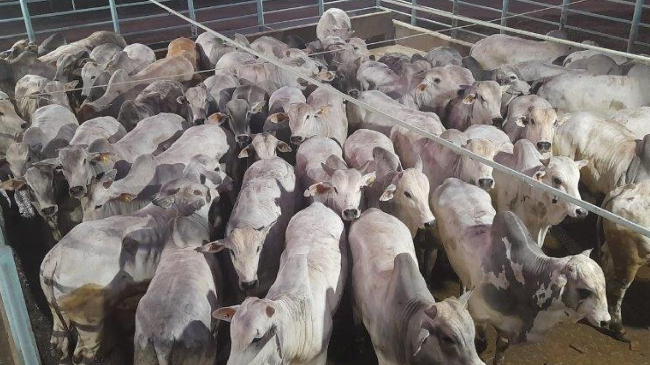 Boiada de até zero dentes chega a quase 20@ em Mato Grosso