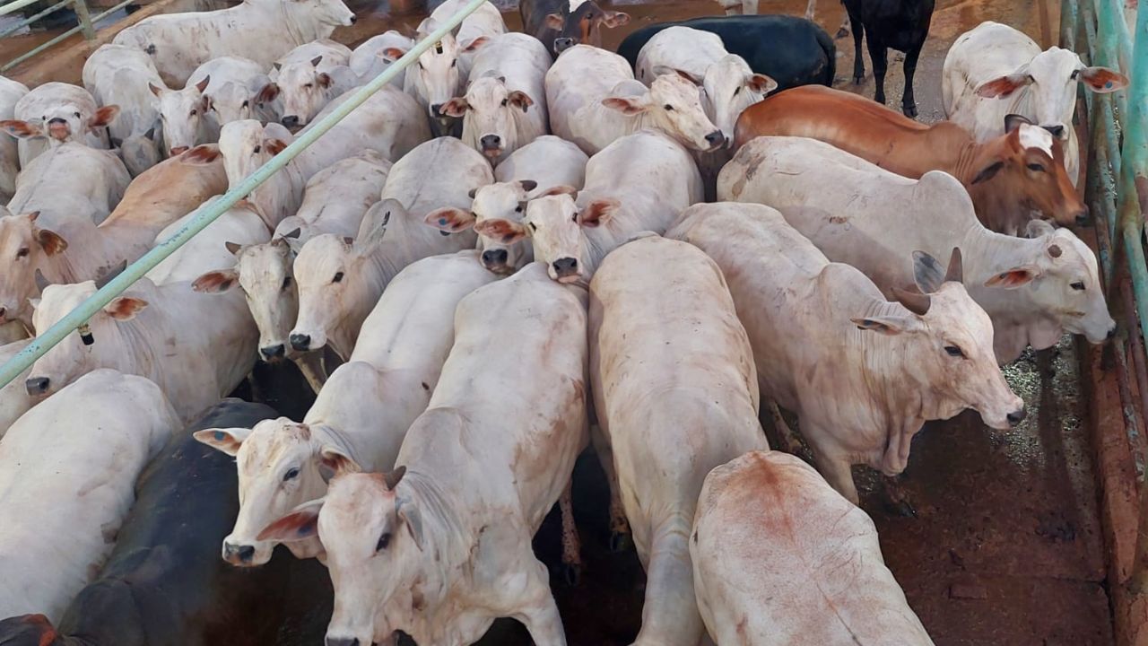 Super lote de novilhas dá show de peso em Mato Grosso