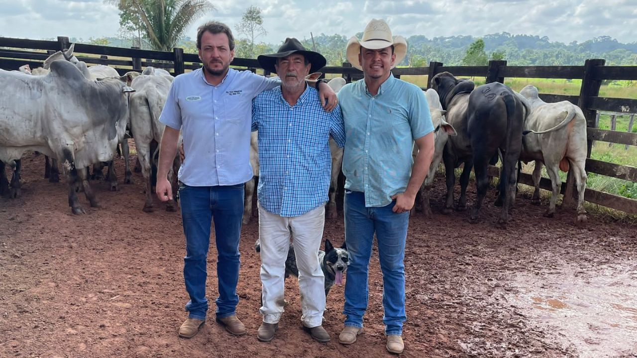 Pecuaristas terminam gadão Nelore e Angus com show de peso e qualidade no Pará