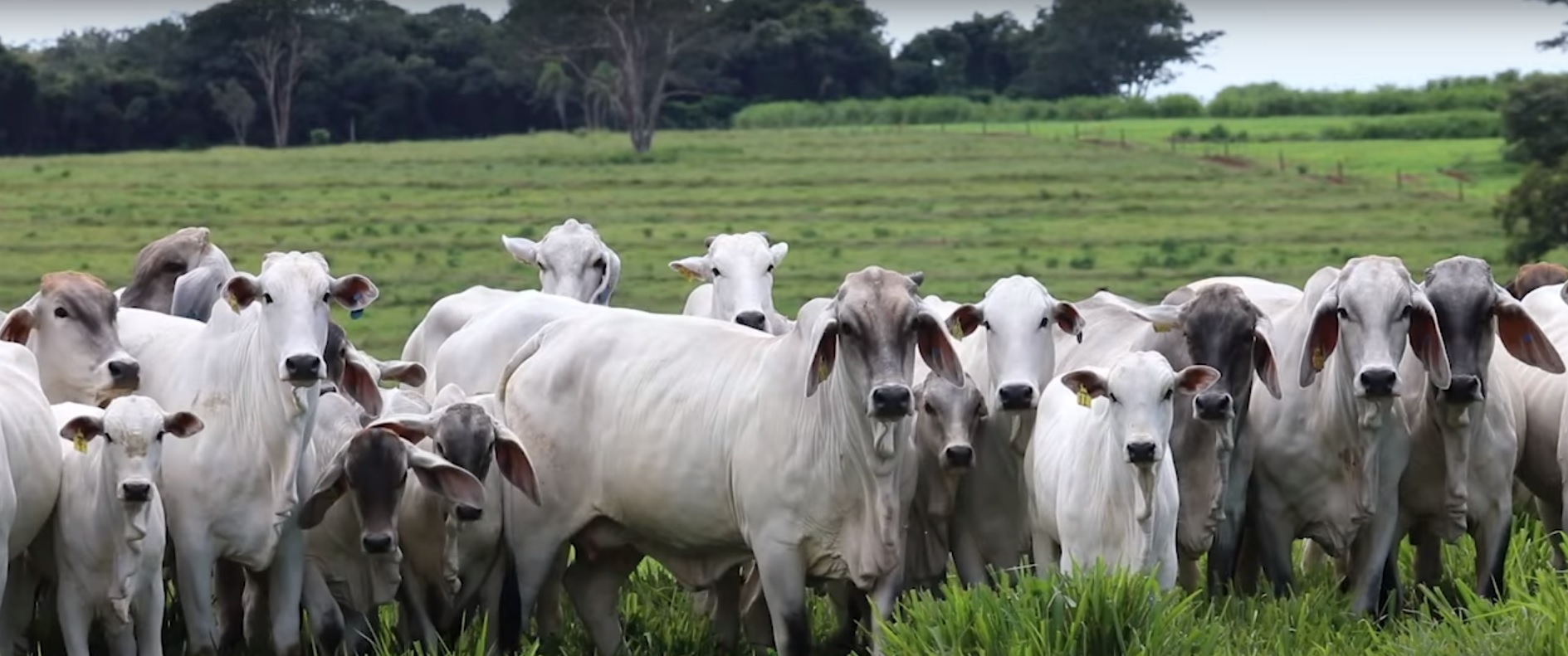 Sangue Guzerá carrega resistência e rusticidade para os cruzamentos industriais. (Foto: reprodução)
