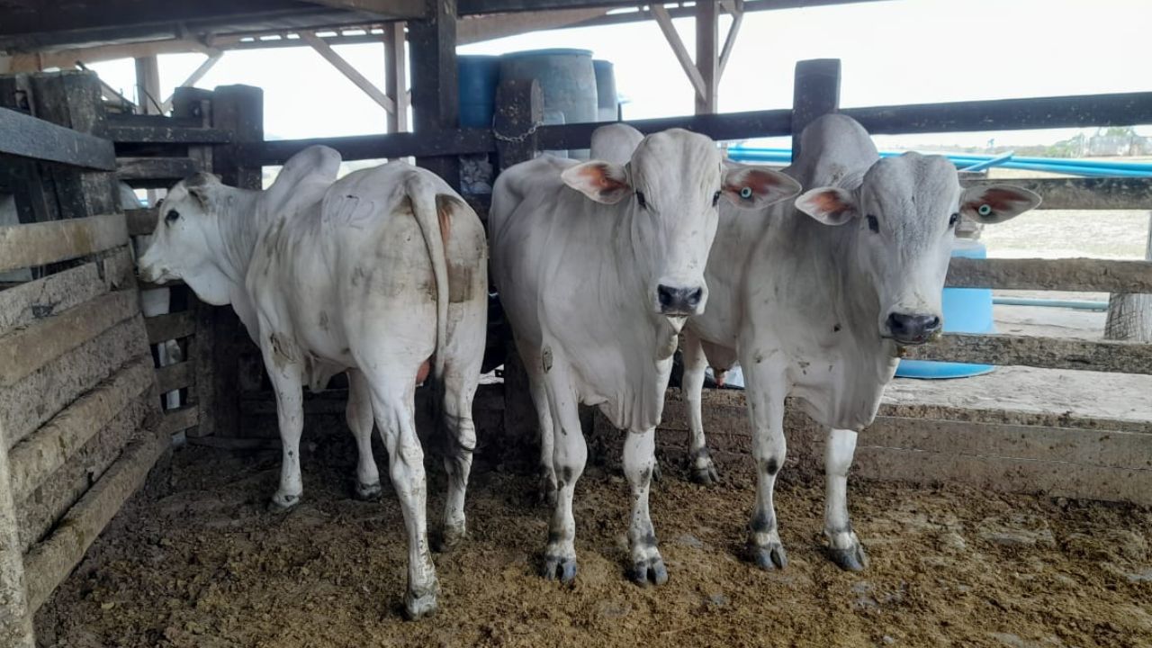Vacada top surpreende na hora do abate em Mato Grosso Vacada top surpreende na hora do abate em Mato Grosso