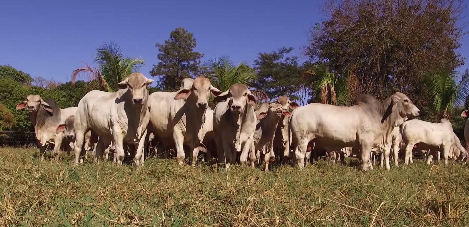Os animais da raça Tabapuã são predominantemente mochos e ótima conformação de carcaça.