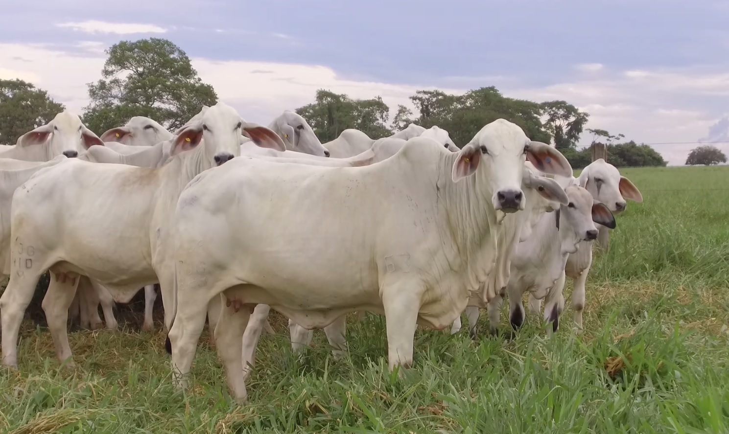 As fêmeas Tabapuã têm excelente habilidade materna, alta fertilidade e bastante leite