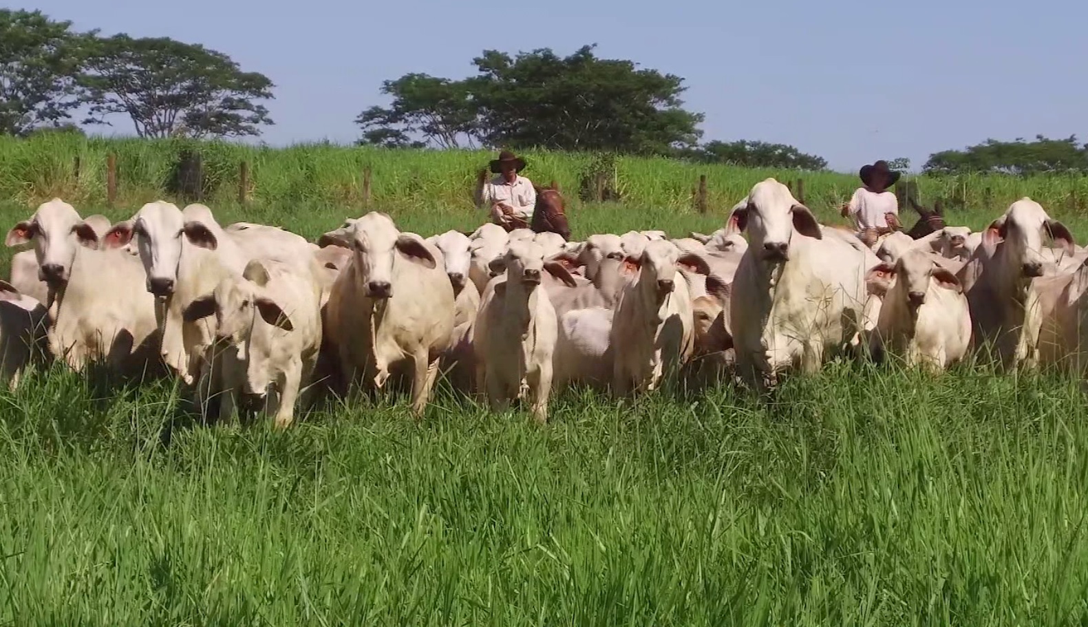 O tabapuã responde bem a todos os sistemas de produção, desde o pasto, até semi intensivos, ou mesmo, o confinamento,