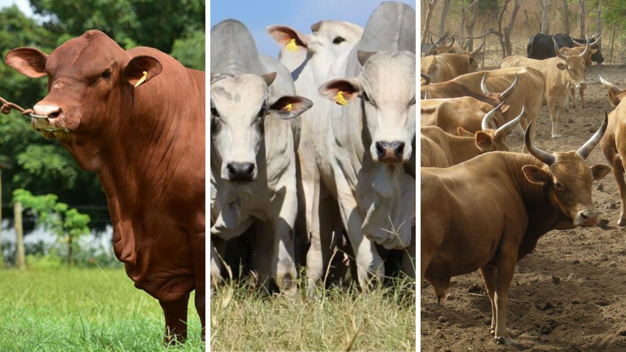 Senepol, Nelore ou N’dama são boas opções para cruzar com o Brahman em Angola?
