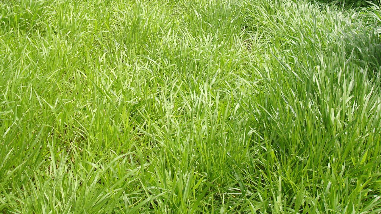Aréa com Brachiaria decumbens. Foto: Divulgação/Embrapa
