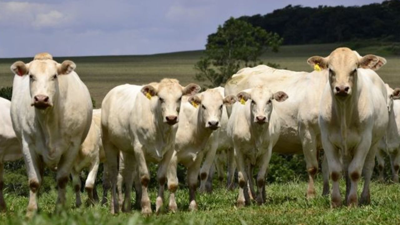 Lote de bovinos da raça Canchim em área de pasto. Foto: Divulgação