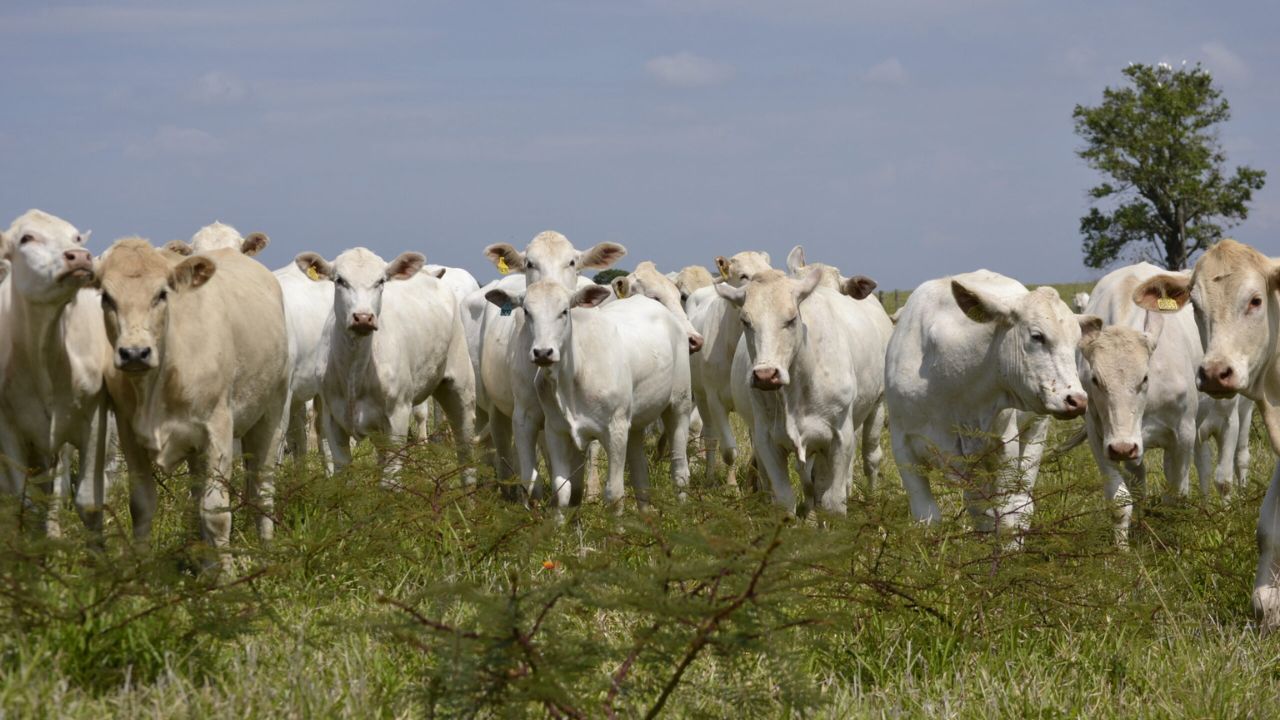 Cruzamento Brahman x Canchim atende ao Protocolo 1953? Especialista esclarece Cruzamento Brahman x Canchim atende ao Protocolo 1953? Especialista esclarece