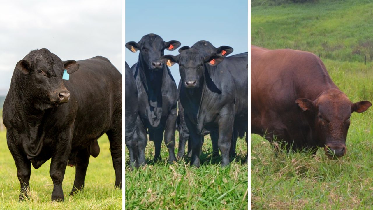 Angus, Brangus ou outra raça: qual o touro ideal para cruzar com vacas F1 Nelore e Senepol?