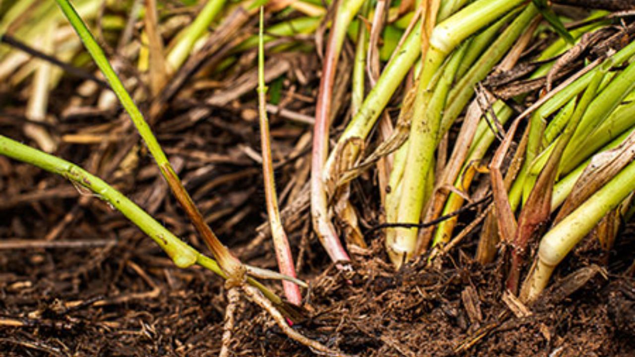 Detalhe do enraizamento da Brachiaria Dunamis. Foto: Divulgação/Milagro Agro Brasil