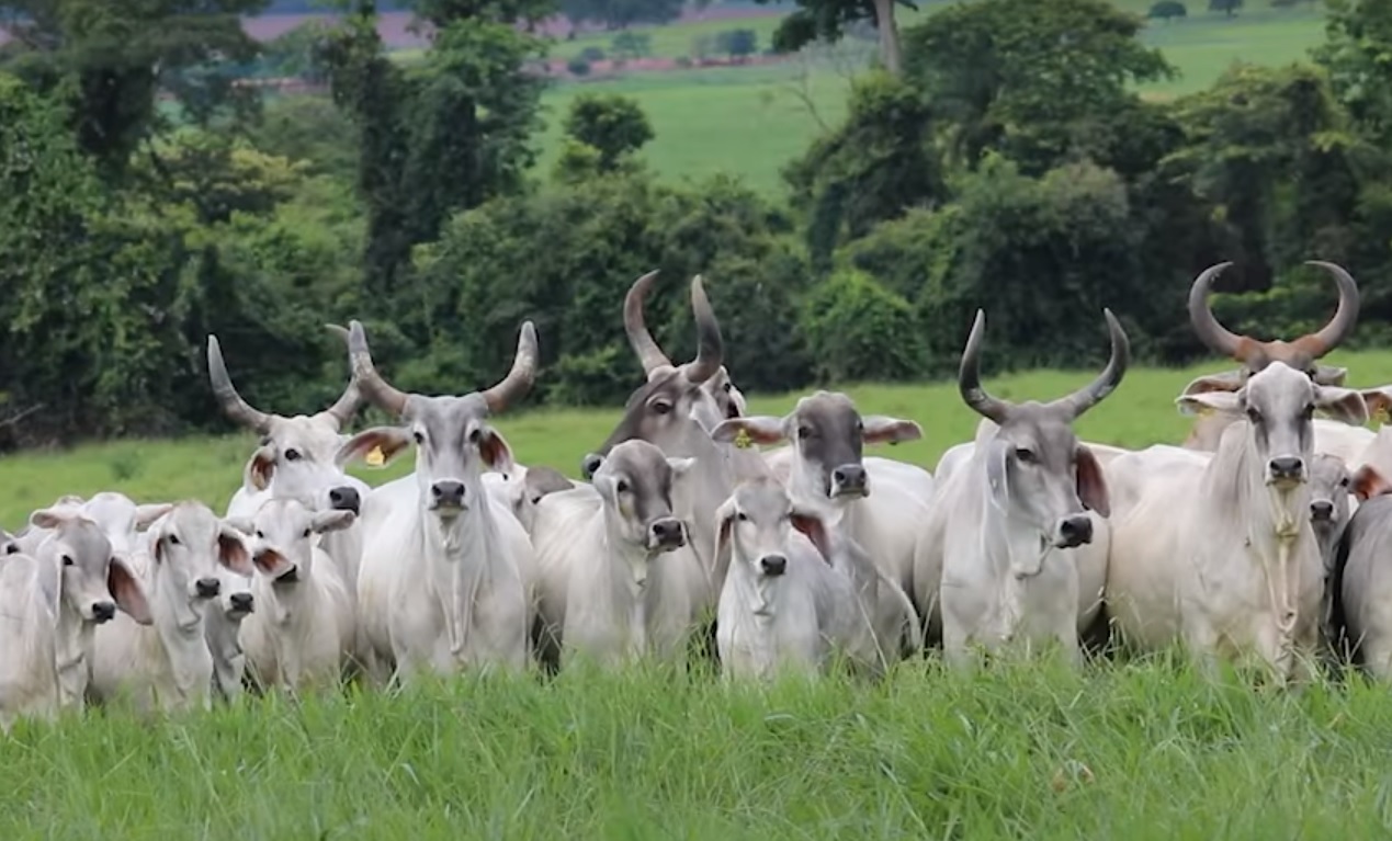 Guzerá: raça zebuína milenar famosa por sua beleza e rusticidade