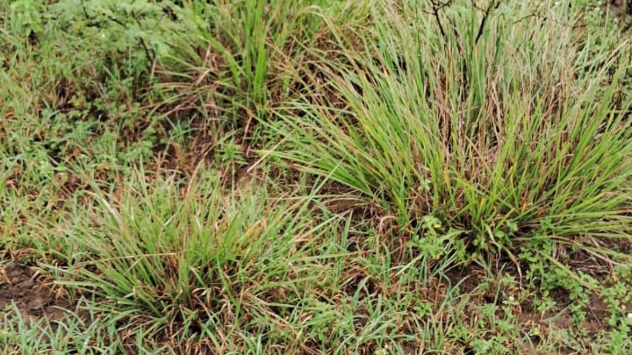 Que capim é esse? Pecuarista baiano desconfia que é o Massai. Saiba mais