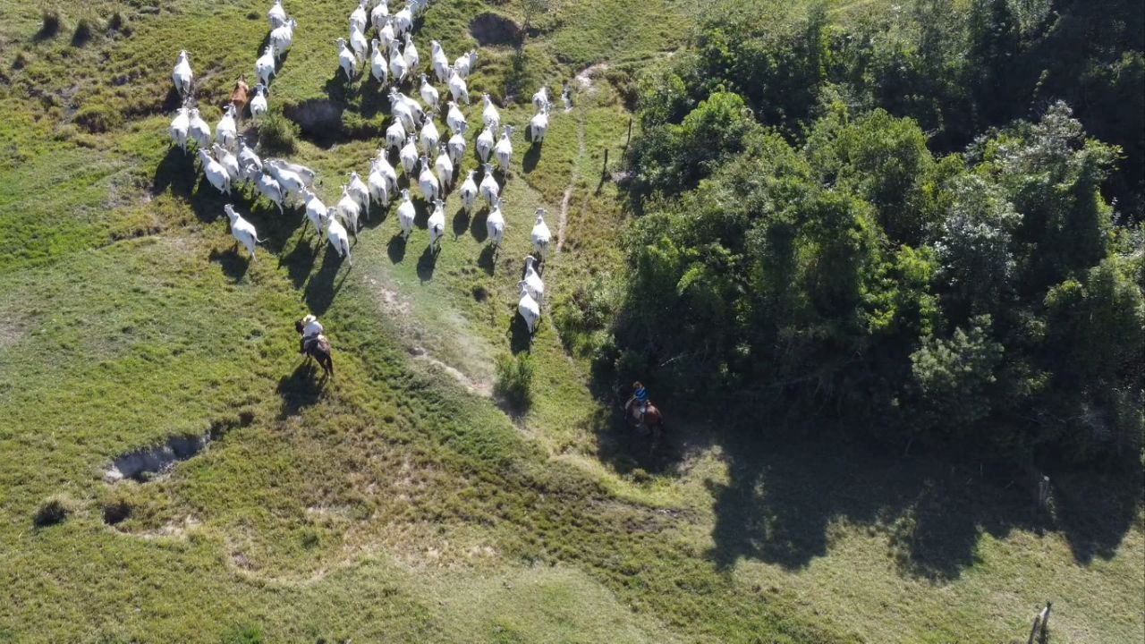 Pecuária sustentável: conheça as tendências globais na produção de carne bovina